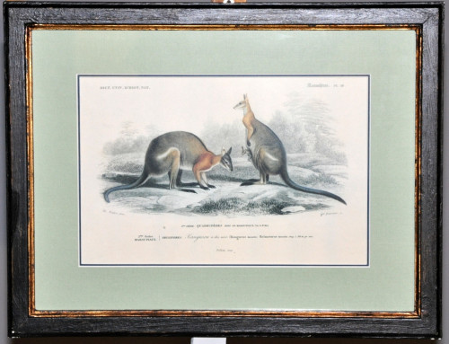 Gravure couple de Kangourous
